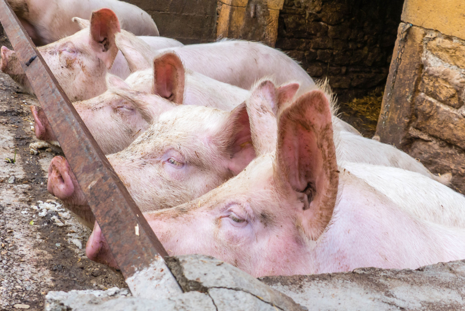 achtergrond, de schuur, varkens