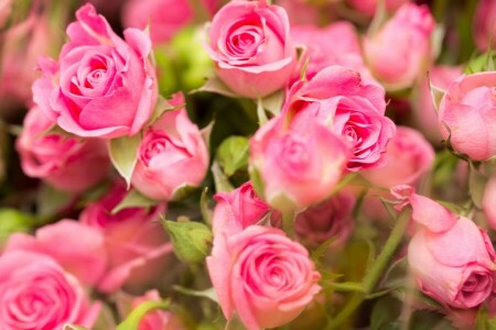 flowers, pink, roses