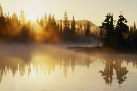 mist, ochtend-, rivier-, zonsopkomst, bomen