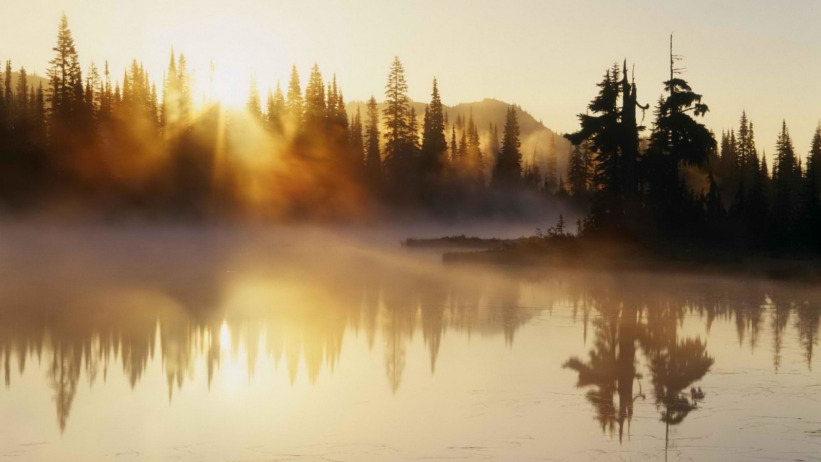 rivière, des arbres, Matin, brouillard, lever du soleil