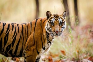 Tigre de Bengala, cara, depredador, tiras, gato salvaje