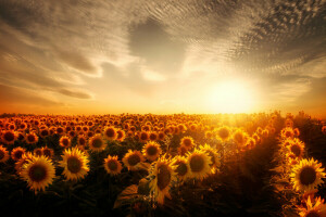 champ, tournesols, le soleil