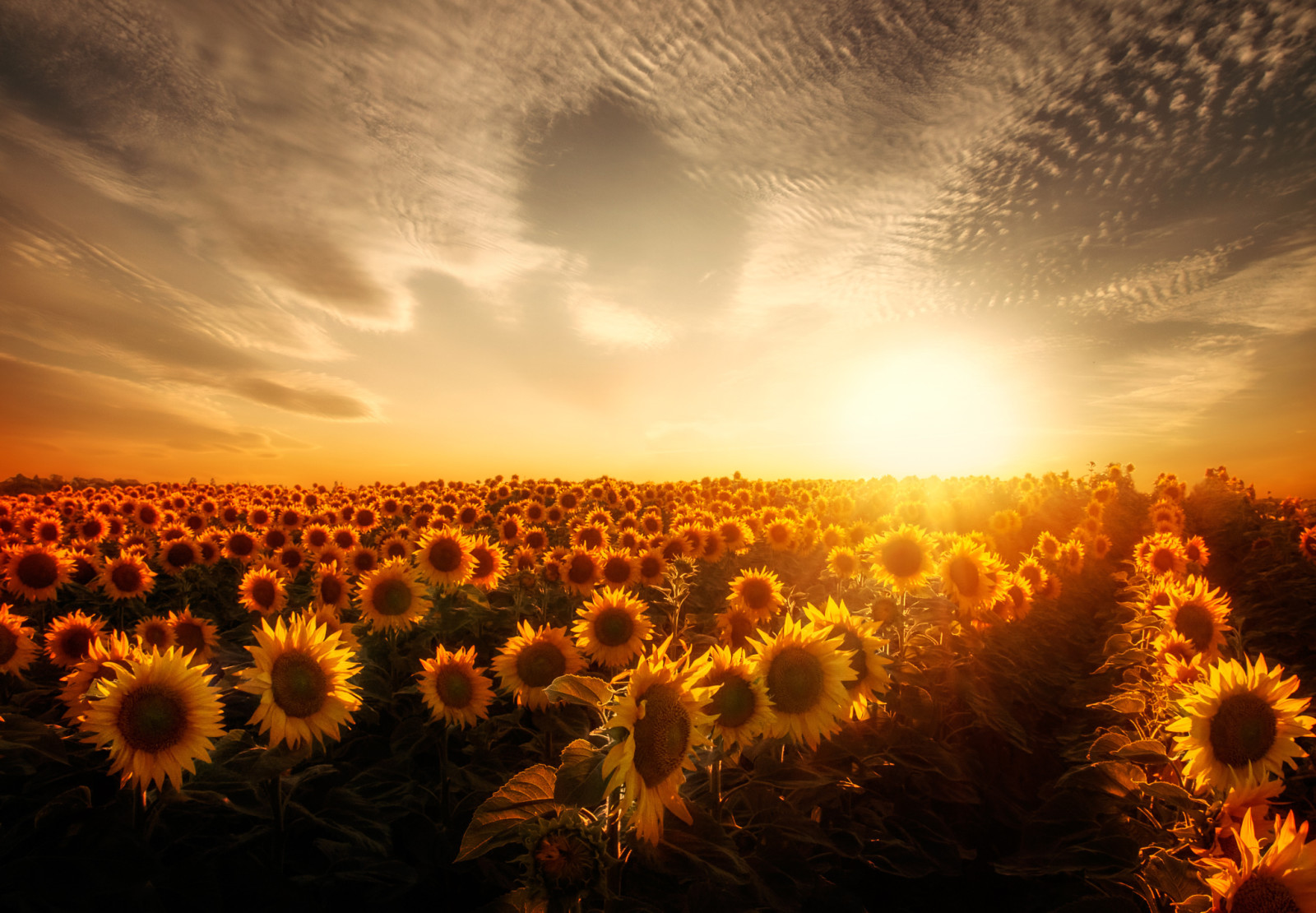 veld-, de zon, zonnebloemen