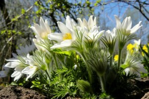 anemone, makro, søvn-græs, forår