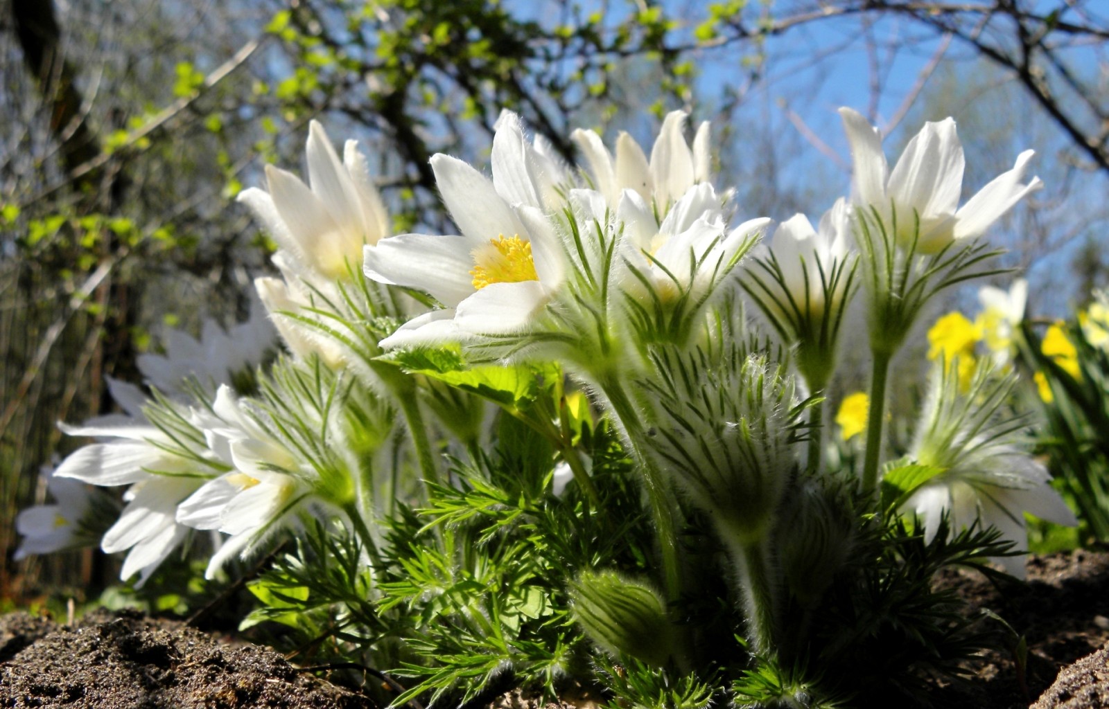 macro, Primavera, anêmona, grama do sono