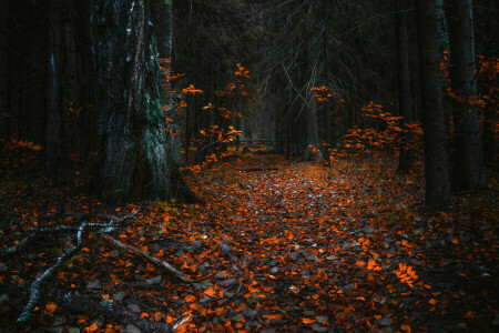 l'automne, forêt, feuilles, des arbres