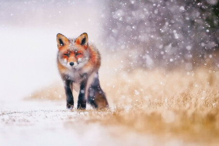 Renard, neige, hiver