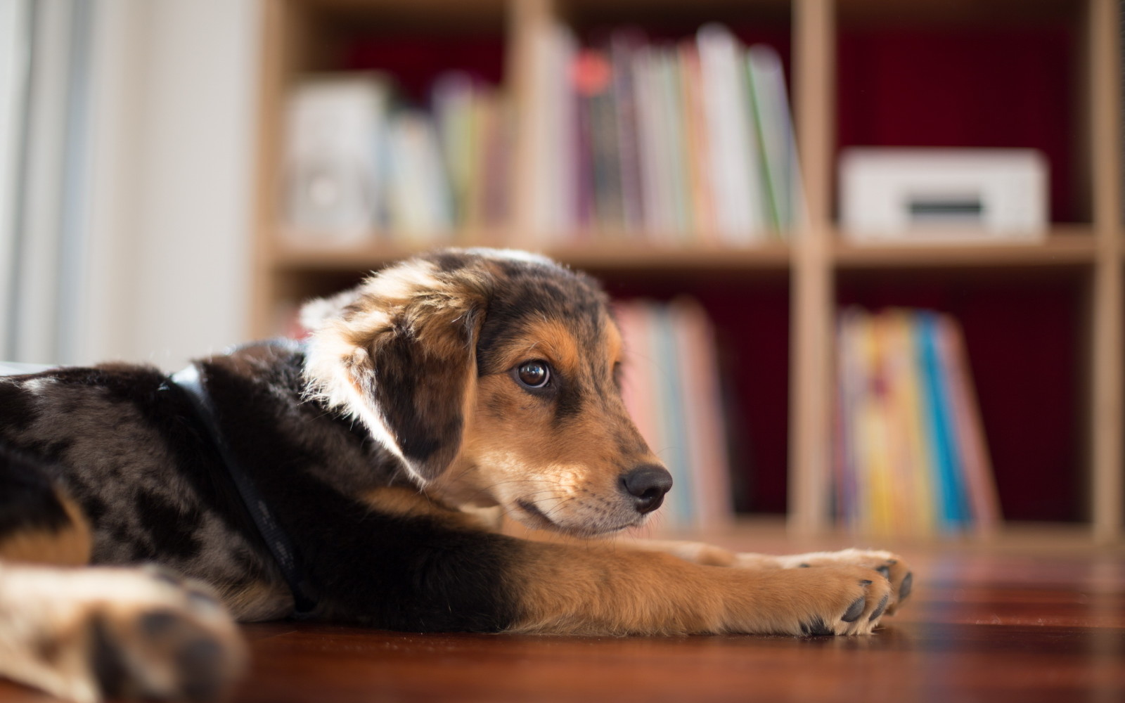 Guarda, cane, Casa