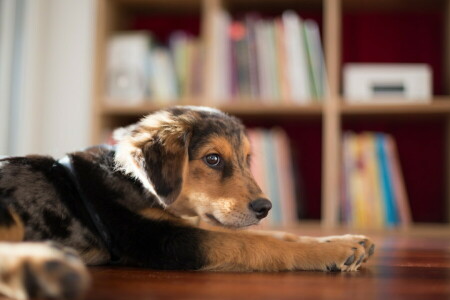 cane, Casa, Guarda