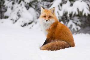 zorro, rojo, nieve, invierno