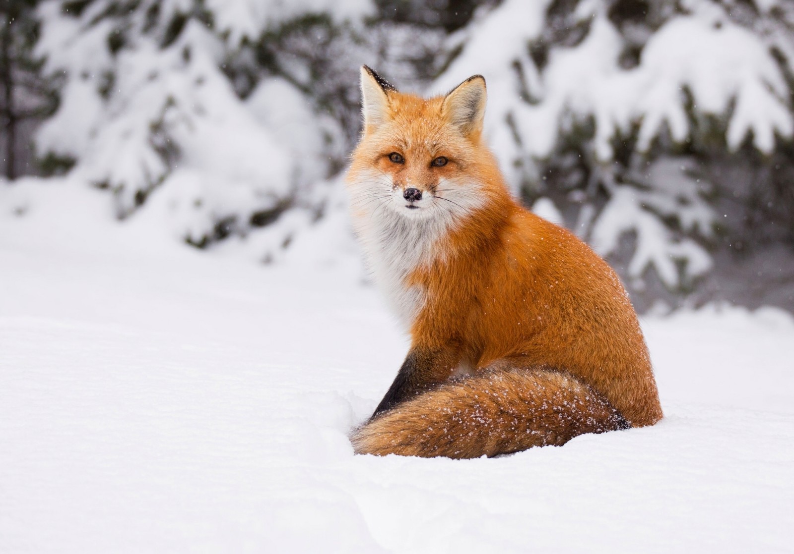 neige, hiver, rouge, Renard