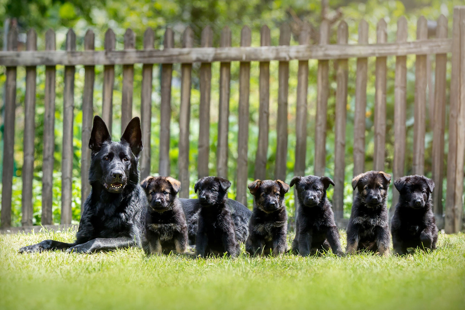 hvalpe, fårehyrde, hunde, schæferhund