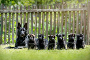 hunde, schæferhund, hvalpe, fårehyrde