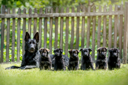 dogs, German shepherd, puppies, shepherd