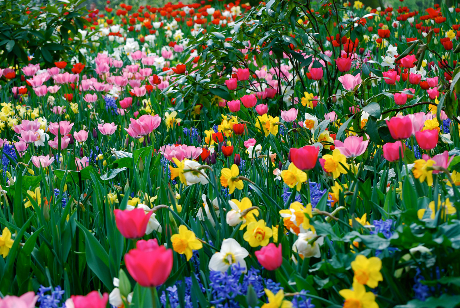 Relva, campo, folhas, tulipas, Prado, pétalas