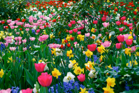 field, grass, leaves, meadow, petals, tulips