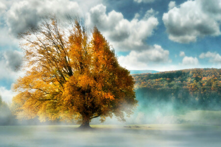 brouillard, paysage, arbre