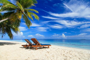 plage, palmiers, paumes, paradis, le sable, mer, été, tropical