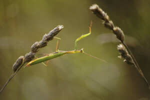 grass, macro, mantis, spikelets