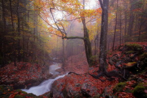 otoño, niebla, bosque, río