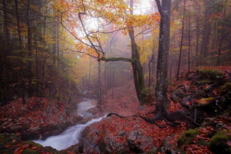 outono, névoa, floresta, rio