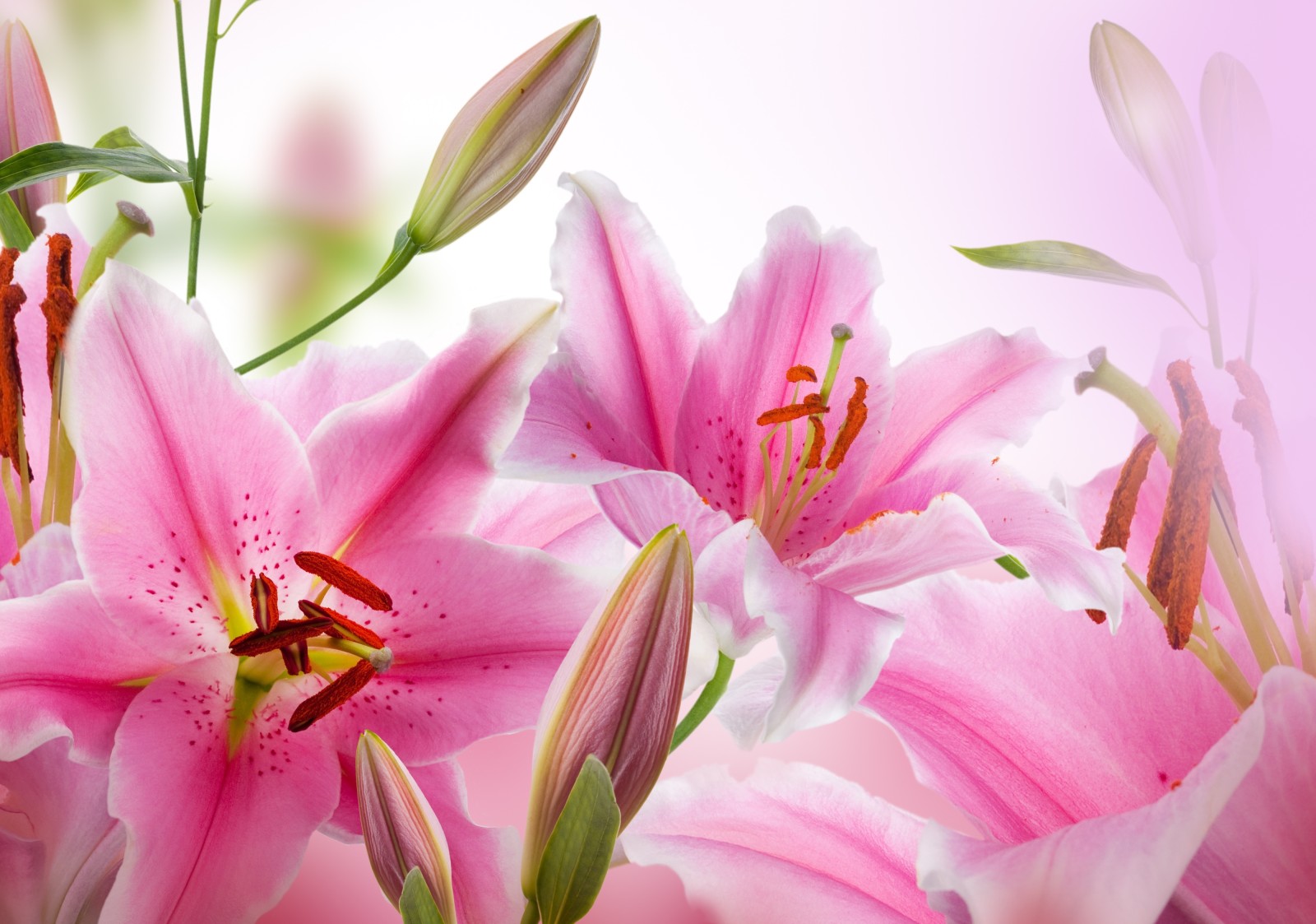 blader, petals, knopper, blomstring, blomstrer, Pink Lily