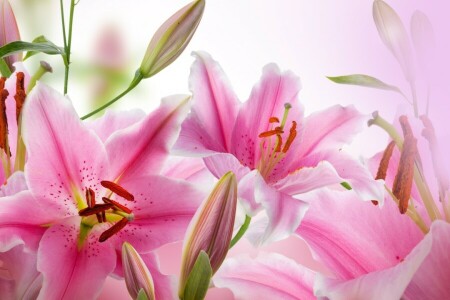 blossoms, buds, flowering, leaves, petals, Pink Lily