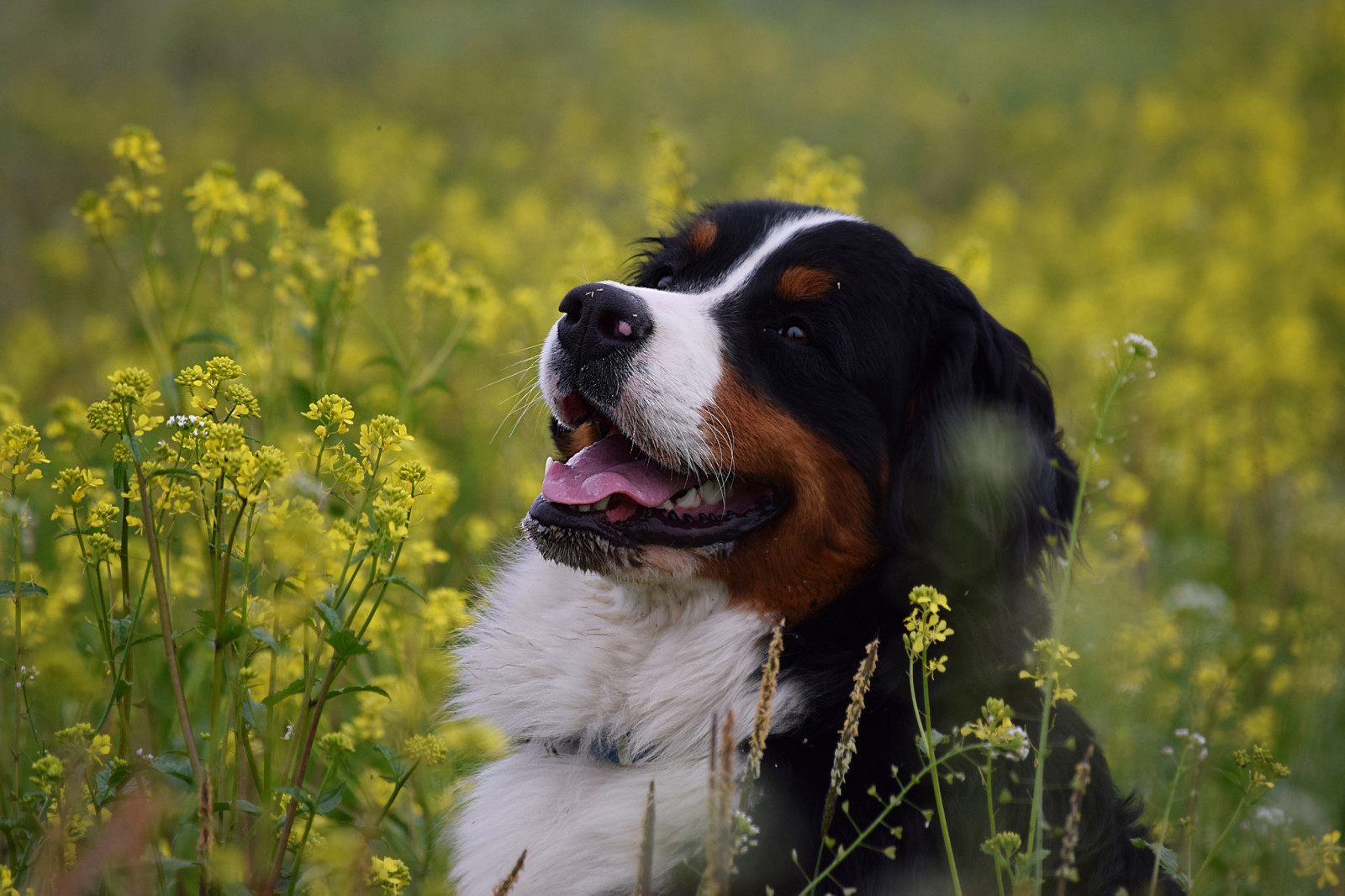 hund, ansikt, blomster, Glede, Bernese fjellhund