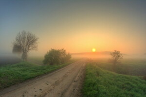 nebbia, mattina, strada