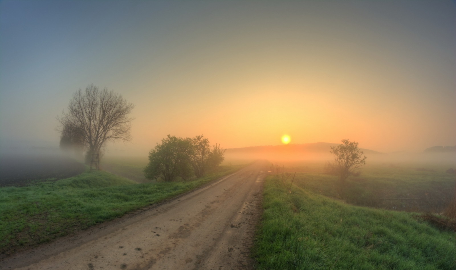 strada, mattina, nebbia