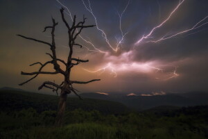 noc, bouře, strom