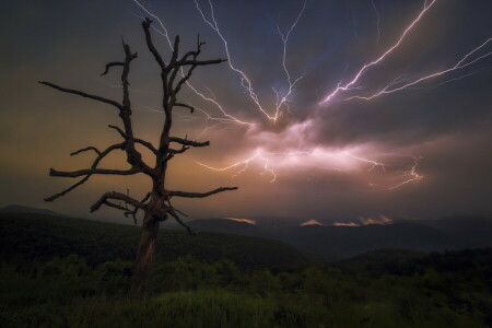 notte, la tempesta, albero