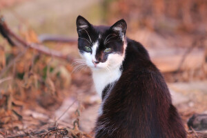 bokeh, gatto, Guarda