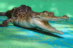 crocodile, bouche, les dents