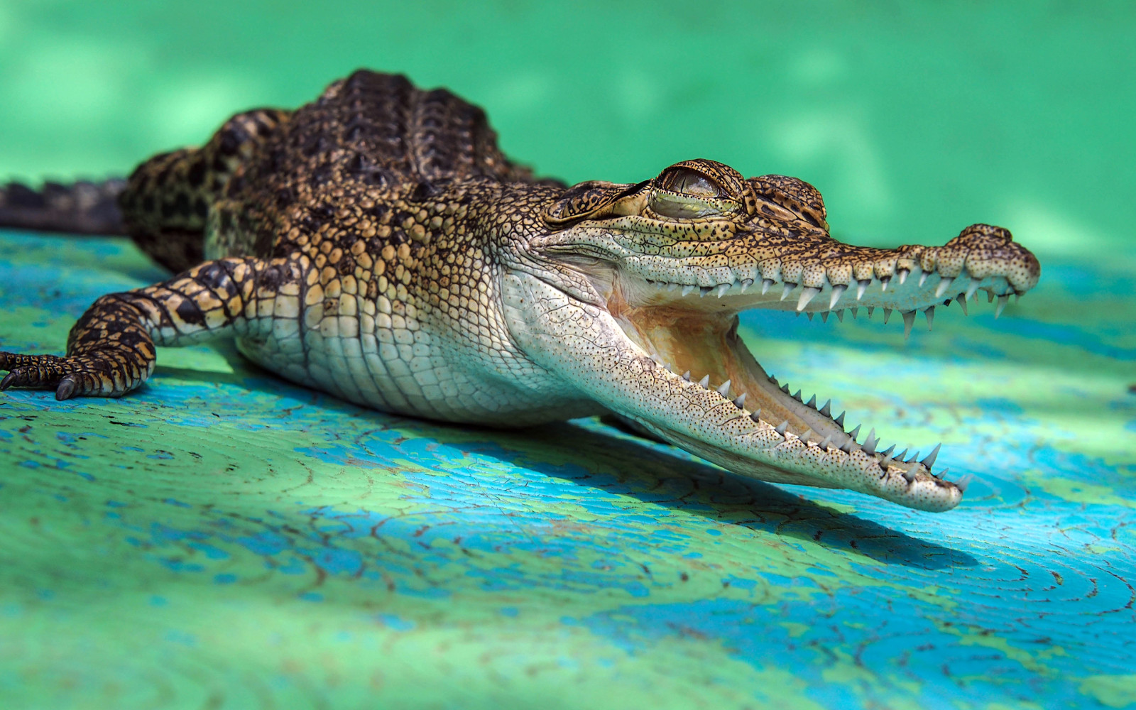 dentes, boca, crocodilo