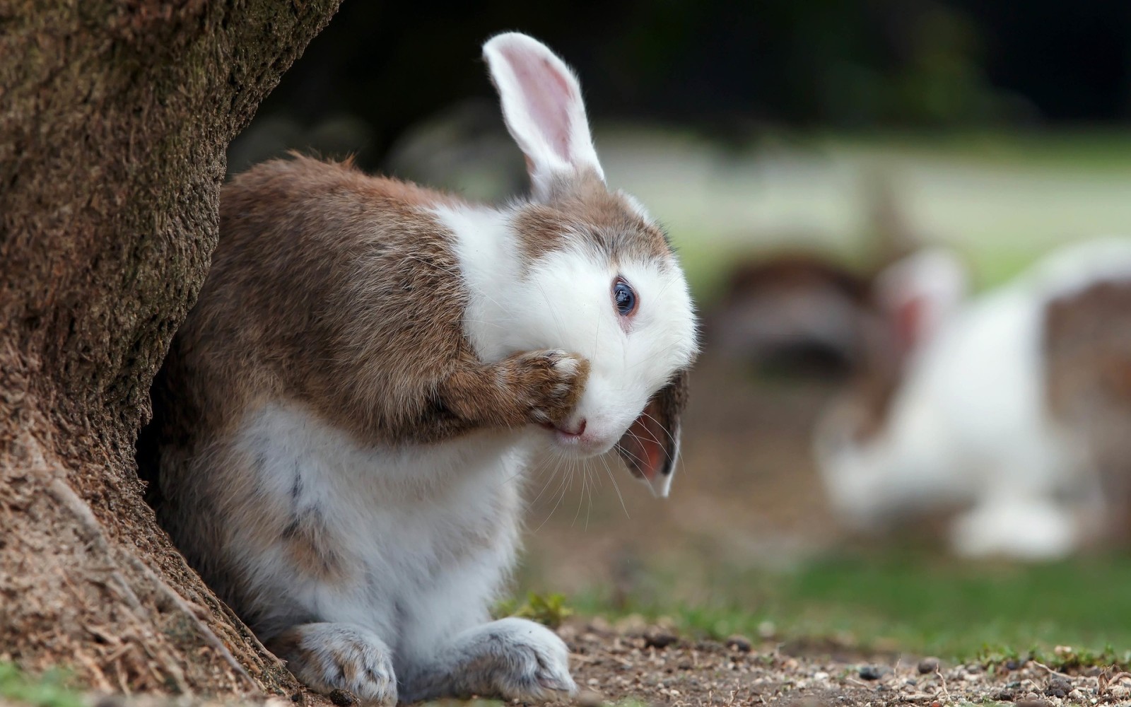 tree, legs, rabbit