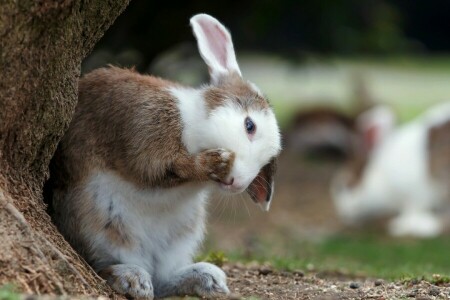 Beine, Hase, Baum