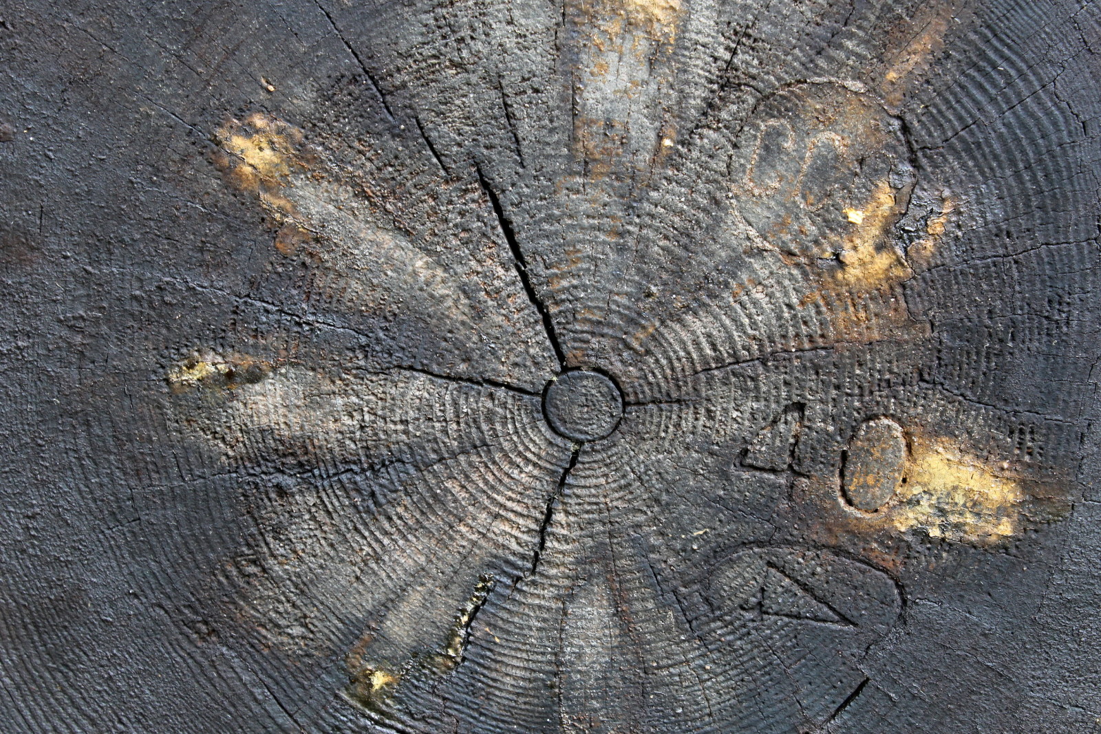 tree, background, log