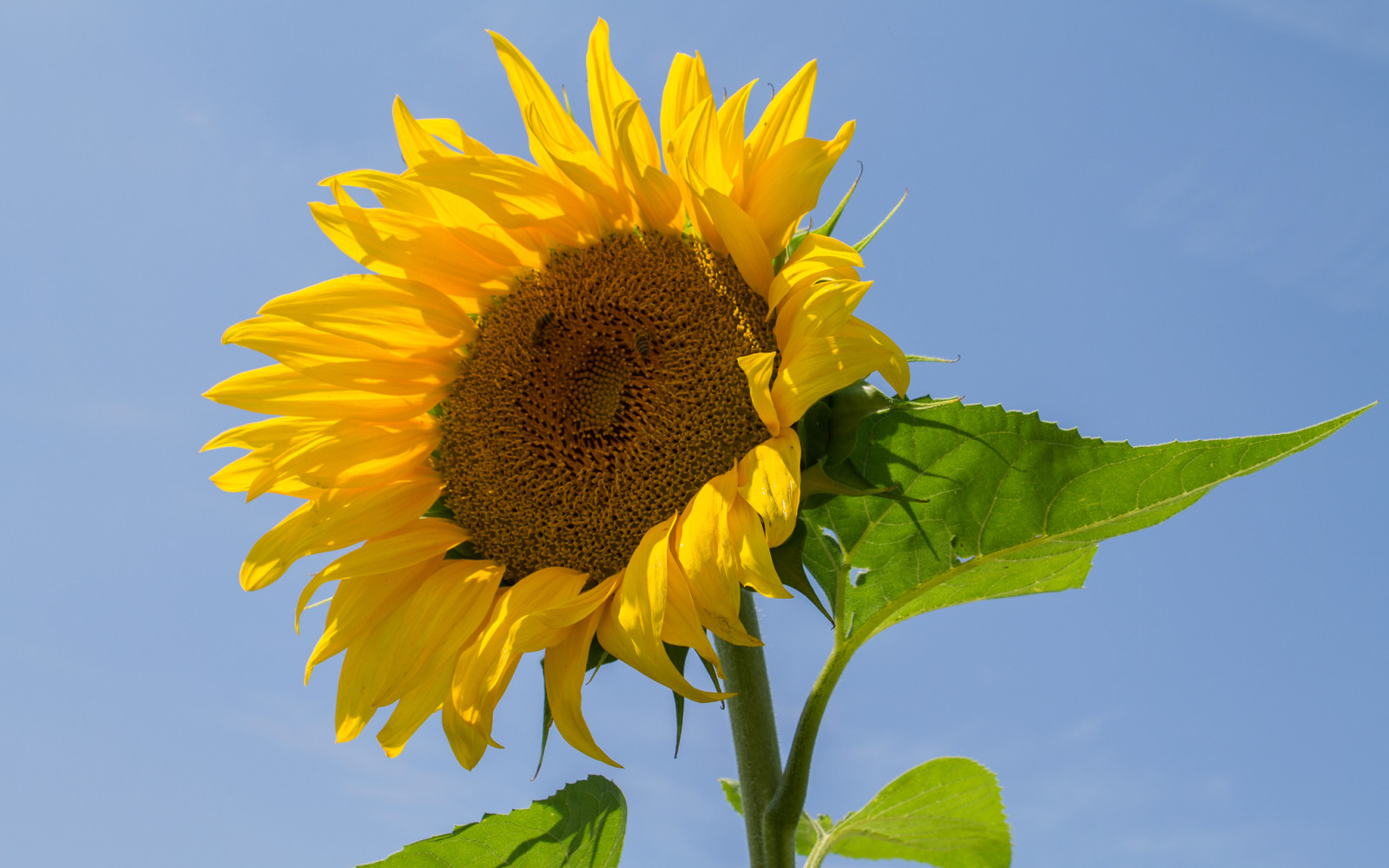 the sky, leaves, petals, sunflower