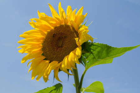 leaves, petals, sunflower, the sky