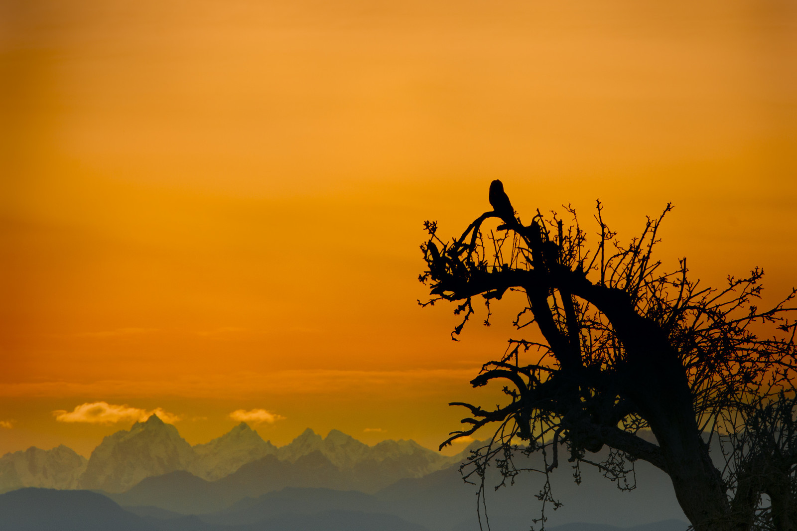 boom, de lucht, bergen, uil, vogel, gloed