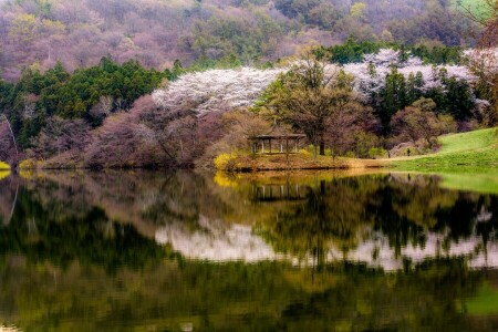 flowering, forest, gazebo, lake, mountains, reflection, shore, South Korea