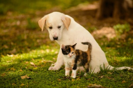 cane, amici, gattino, cucciolo