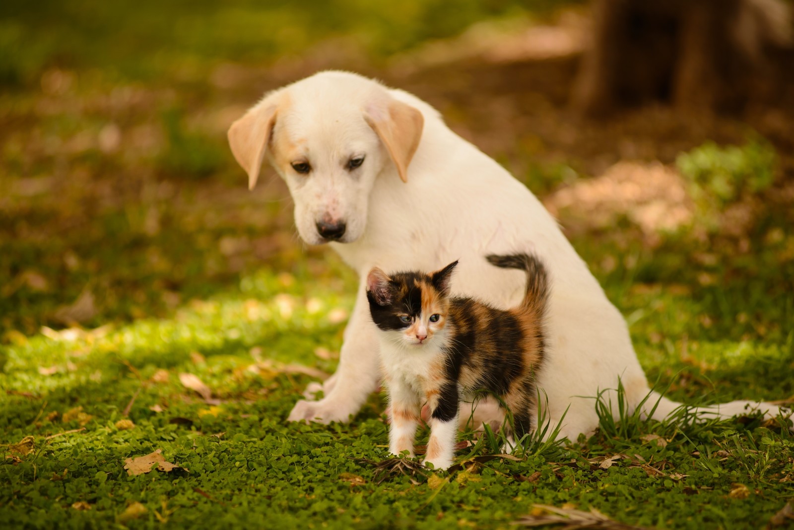 köpek, köpek yavrusu, Arkadaşlar, Yavru kedi