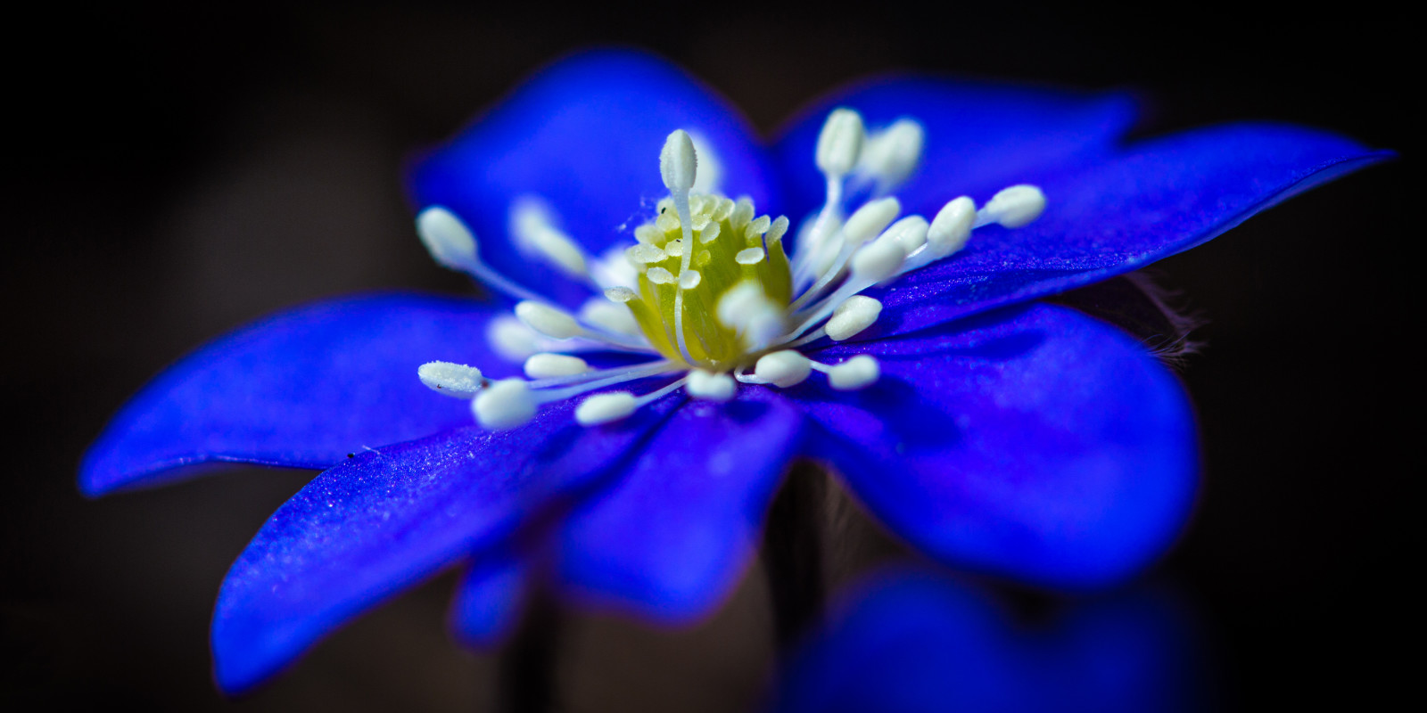 la nature, Contexte, fleur, pétales, étamines