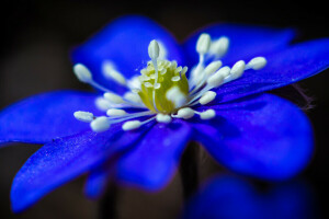 background, flower, nature, petals, stamens