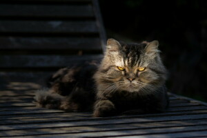 gato, gris, Mira, retrato, permanecer