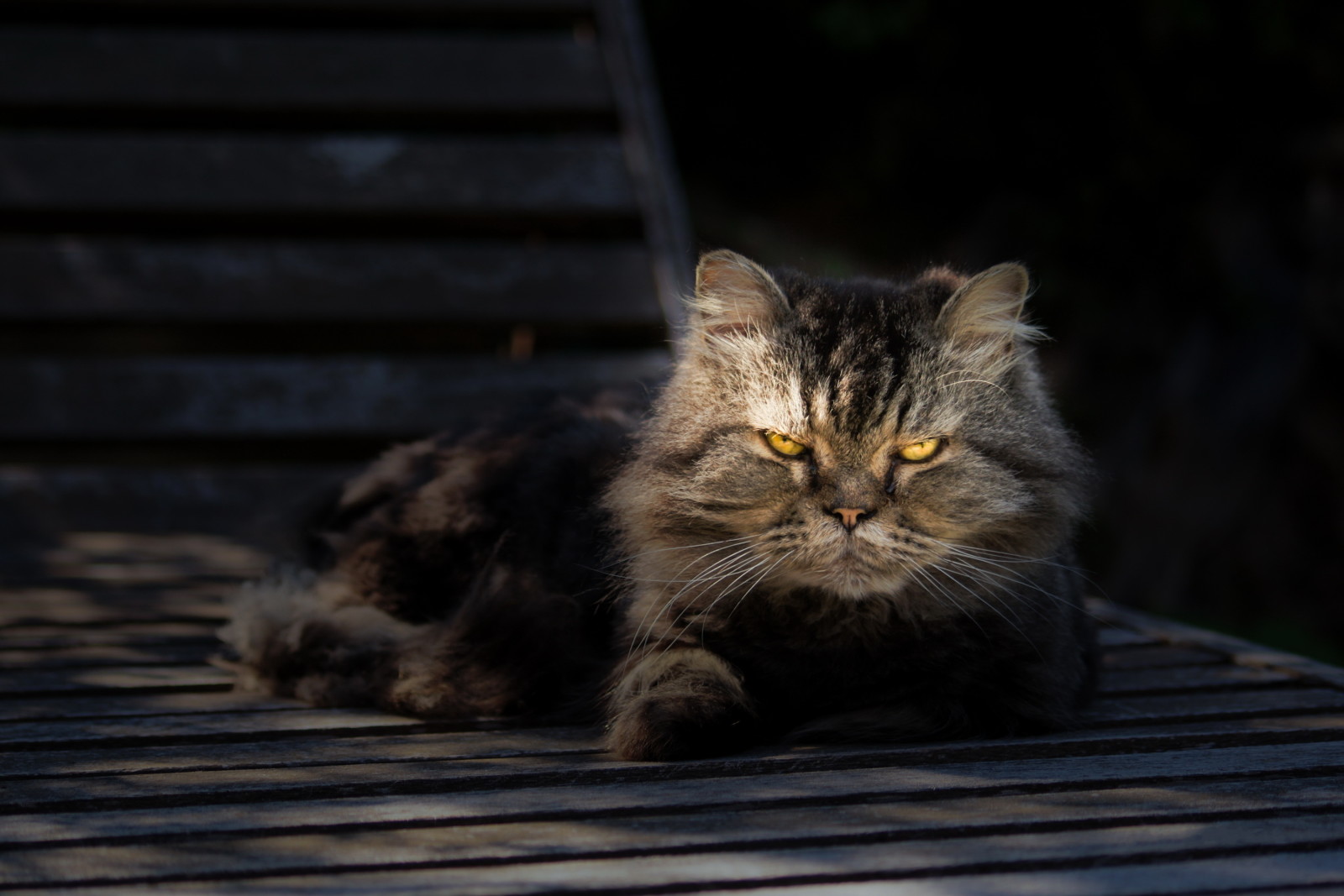 se, katt, porträtt, grå, stanna kvar