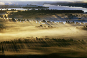 champ, brouillard, lumière, Matin