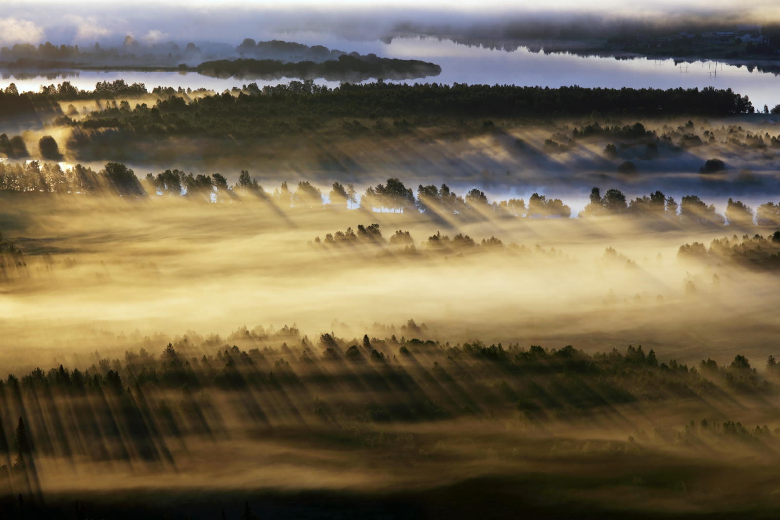 ligero, campo, Mañana, niebla